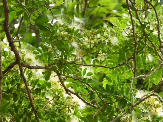 花落草木葳蕤，唯美，花开有声，花落有语