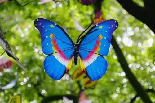 世界八大名贵蝴蝶，世界十大名贵蝴蝶
