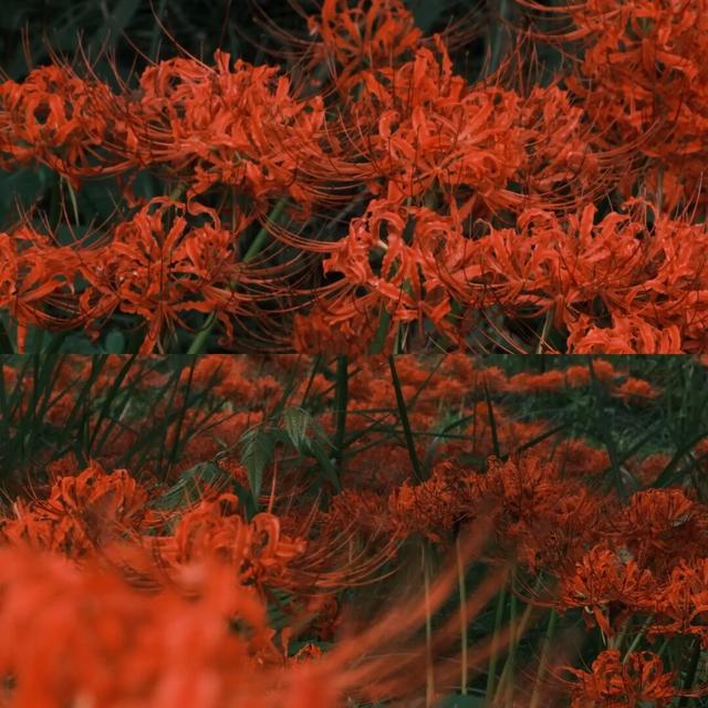 粉黛草向日葵彼岸花海...成都有多少惊喜，粉黛花海花期50天