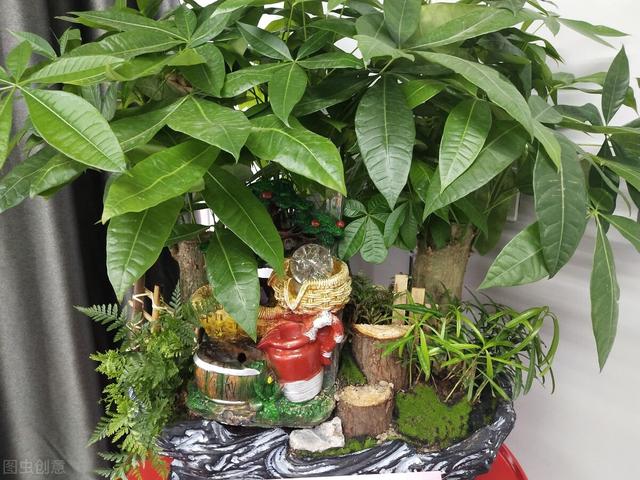 4种花寓意好家里养一盆，在家养一盆有好兆头