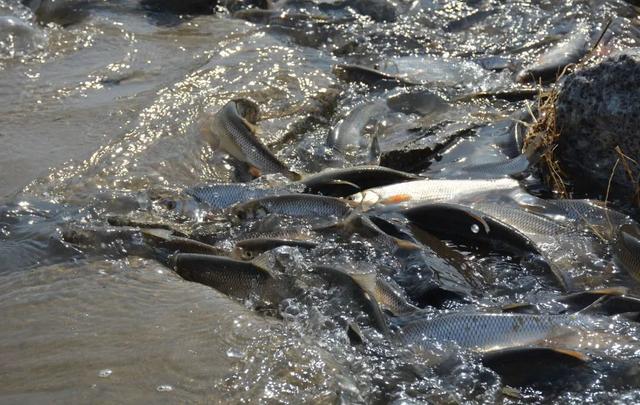 草原秘境华子鱼，华子鱼洄游丨草原深处的水中精灵