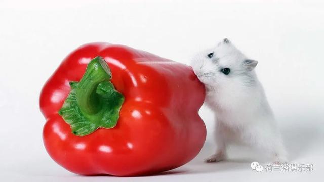 仓鼠的木屑多久换一次，仓鼠垫料要多久换一次（仓鼠需要多久换一次木屑）