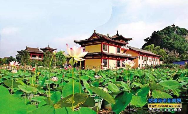 重庆荷花网红打卡地，重庆新晋网红打卡地美心