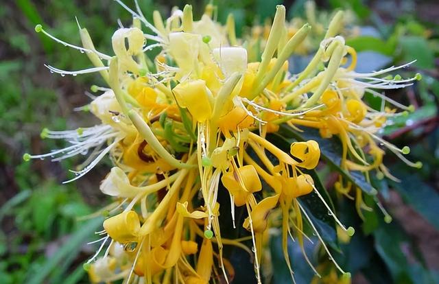 金银花养护技术要点，金银花一年四季的养殖方法