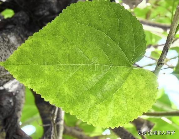 可以吃的野菜种类大全，教你认识不同的野菜和吃法