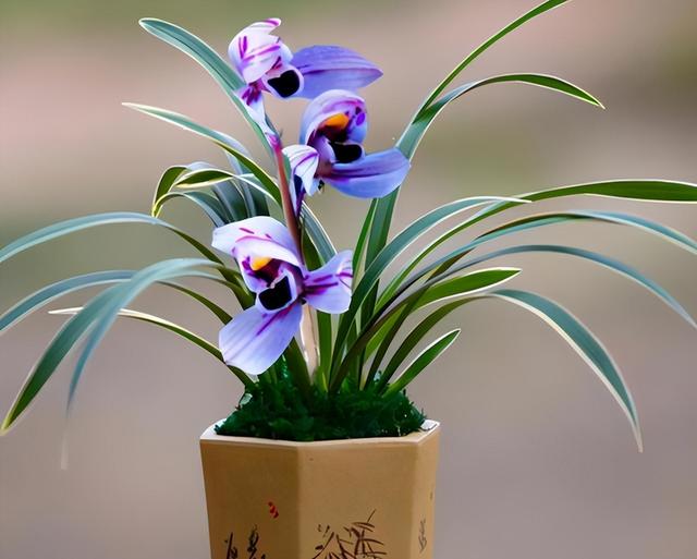 建兰最香白色兰花品种，又白又香的大瓜子，还有故事
