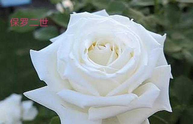 切花月季哪几个品种比较好，常见切花月季一览