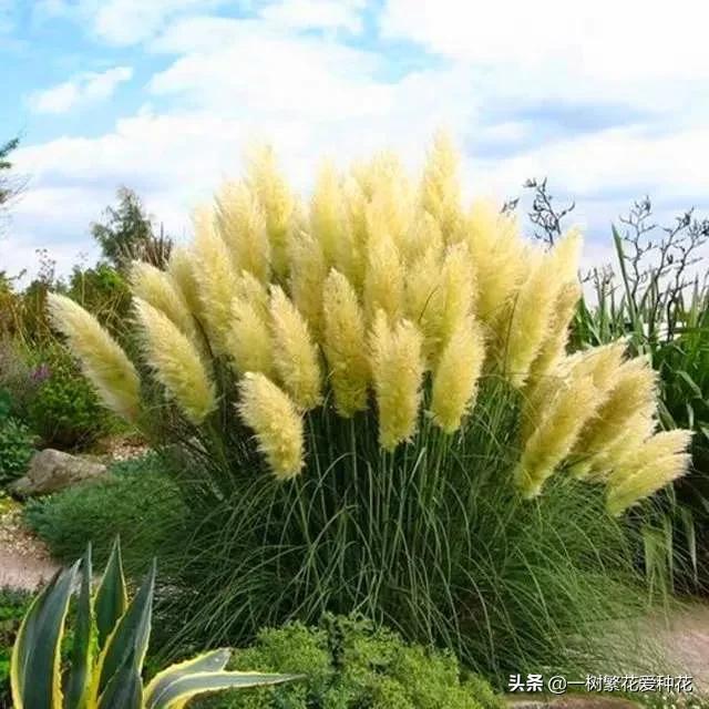 适合庭院养的草花，25种观赏草观叶赏花