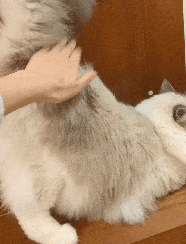 母猫应该绝育吗，它真的没有你想象的那么神奇