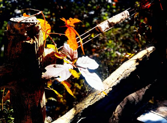 北宫国家森林公园景点介绍，北宫国家森林公园游记