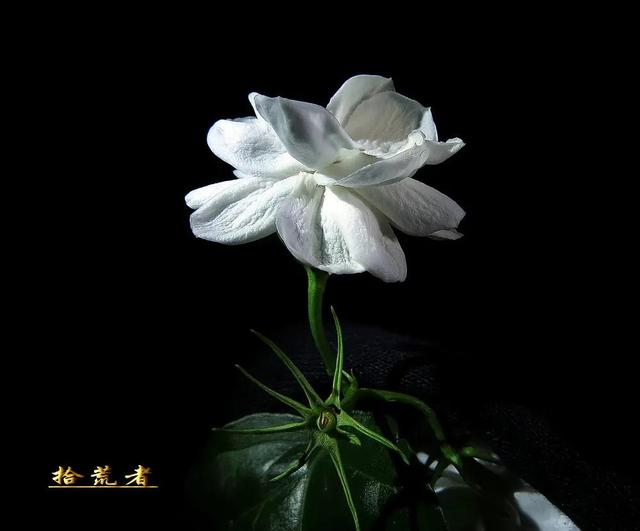 茉莉花代表的寓意是什么，好一朵茉莉花象征