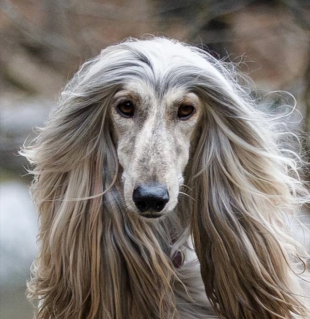 十大新手最好养的狗狗，最适合新手养的狗狗十大排行榜（最适合新手养的6种狗狗）