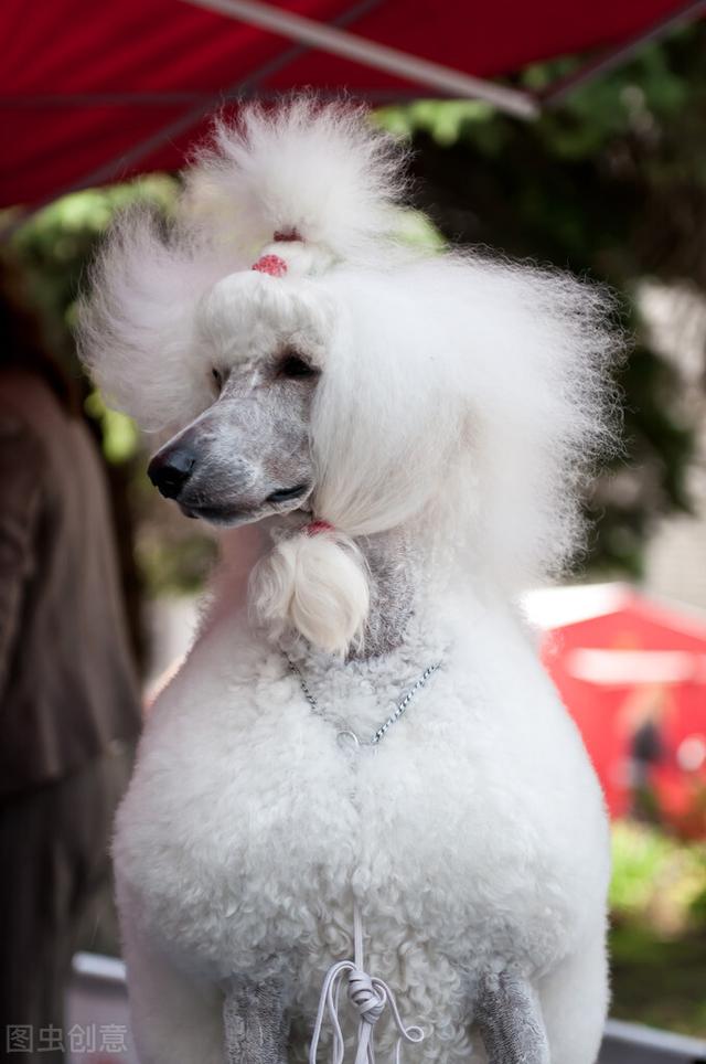 养什么狗狗最旺财运呢，拥有一只暴富不是梦