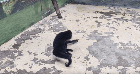 南宁市动物园浣熊介绍，带你去南宁动物园看