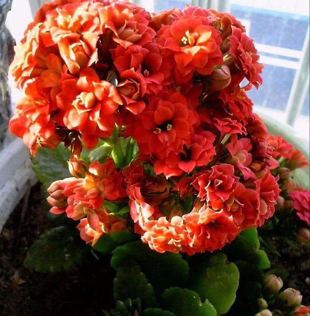 家里多养花的6大好处，10个养花好处