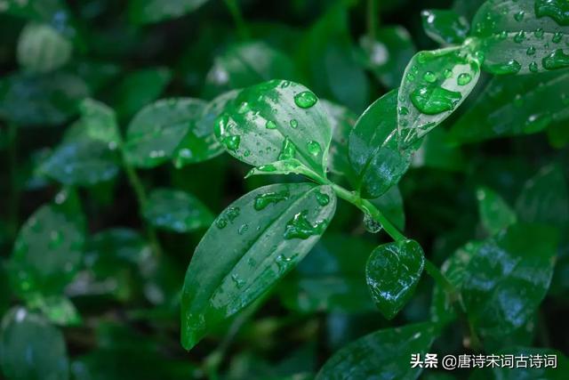 描写春雷的优美句子一阵催花雨数声惊蛰雷