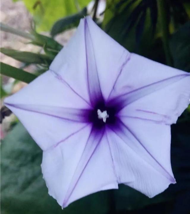做梦也没想到牵牛花能开成这个样子，斗牛牛心脏（周公解梦：梦见这四种花草）