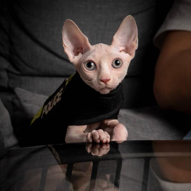 猫咪智商排名前十名是什么猫，智商排名前十的猫咪排行榜