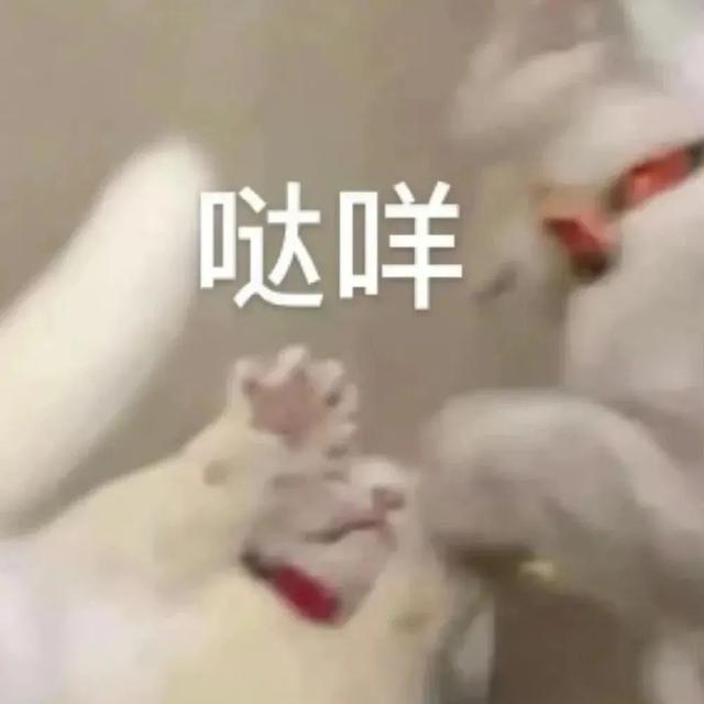 猫可以吃汤圆吗，我劝你千万别给猫吃这些东西（猫不能吃的几样东西是什么）