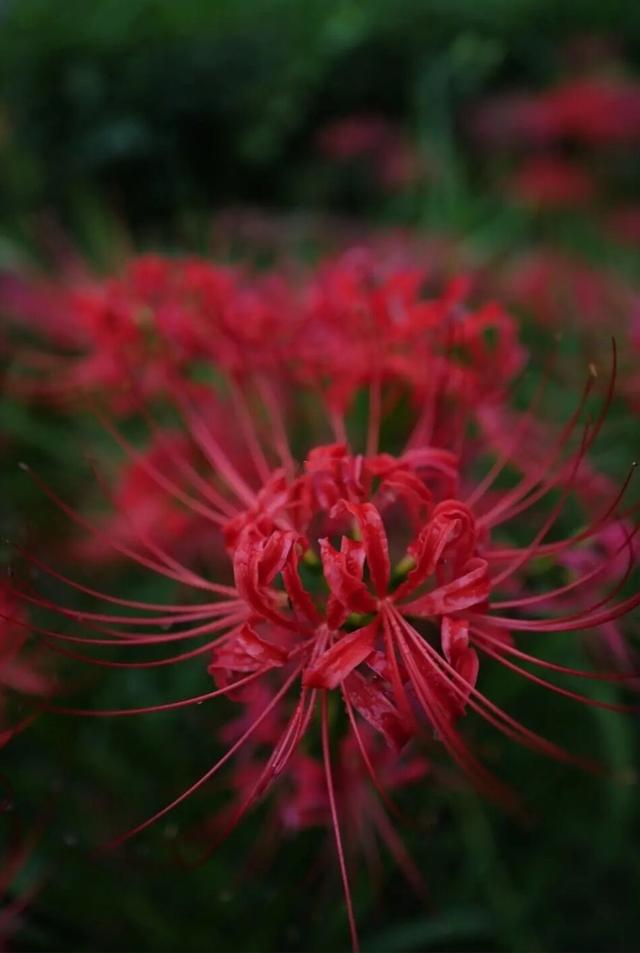 粉黛草向日葵彼岸花海...成都有多少惊喜，粉黛花海花期50天