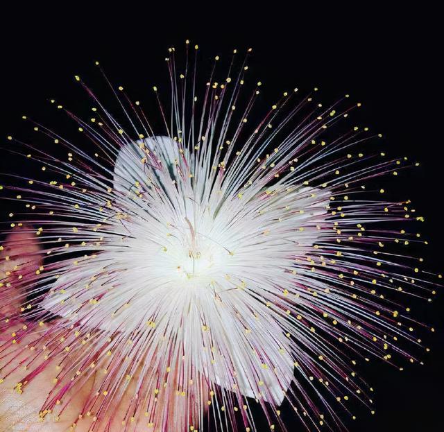 奇花异草160种，25种奇花异草第1集