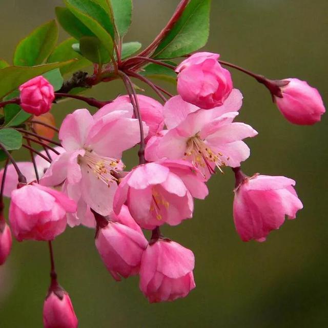 清朝妃子的等级和封号，清朝宫女等级和封号