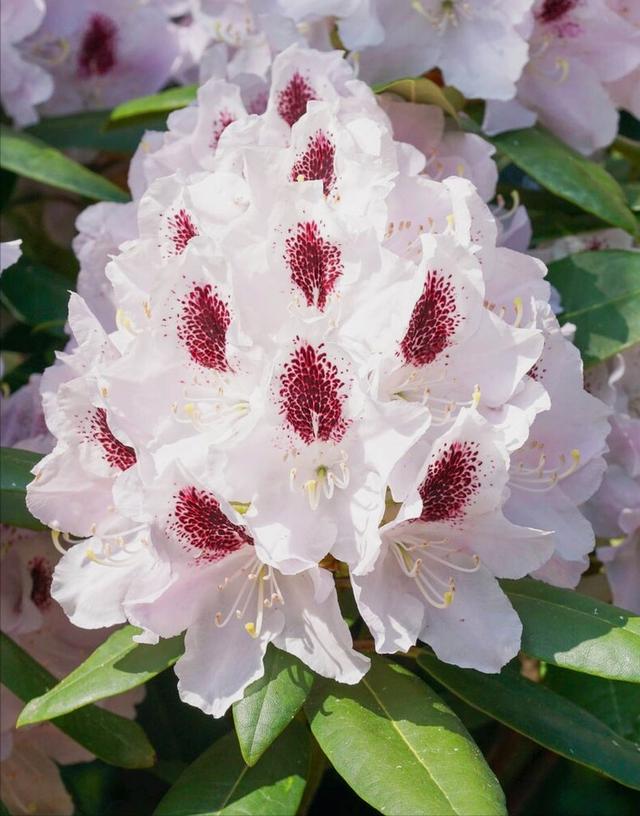 花开有期只为在最美时光里遇见你，一花一深情花如人生