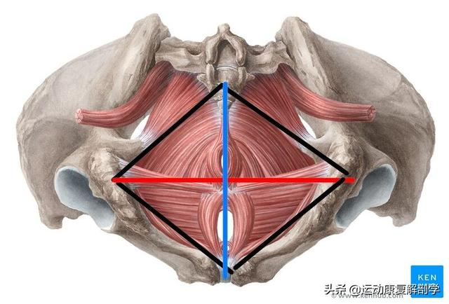 盆底肌肉训练方法，一般盆底肌的正确锻炼方法