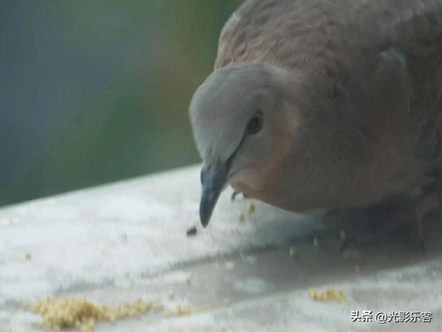 养野鸟的正确方法，强行让野鸟适应笼养环境