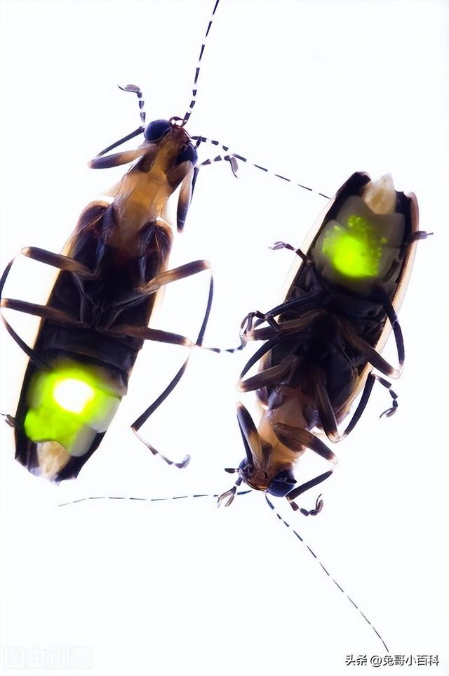 寿命最长的甲虫，最强昆虫（甲虫家族（扛过漫长岁月却败在“人类之手”）