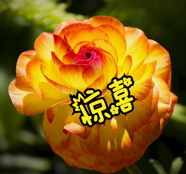 一花一草一世界，一花一草一世界 唯美句子（一花一草一世界）