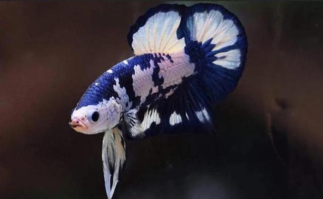 斗鱼怎么养才厉害，斗鱼新手入坑实用指南