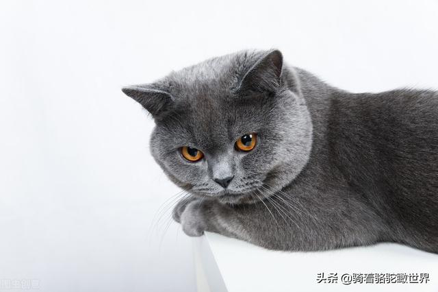 一年适合情侣过的节日，你知道哪一个节日是浪漫女人最中意的吗