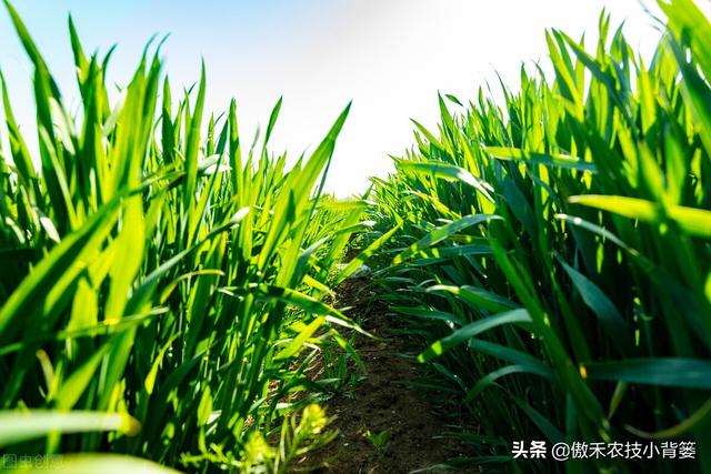 小麦苗弱发黄怎么处理，小麦黄苗问题年年发生
