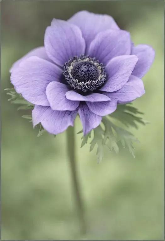 各种最好看的鲜花，分享40多种美丽的鲜花