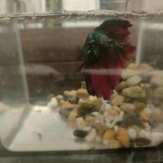 斗鱼怎么养才厉害，斗鱼新手入坑实用指南