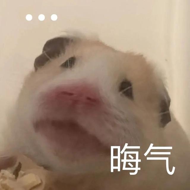 小仓鼠动态迷你表情包，变形脸仓鼠可爱老鼠