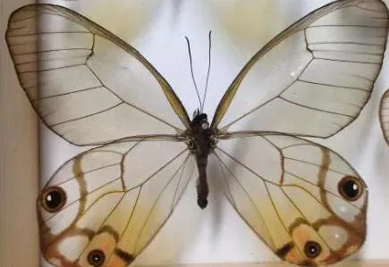 世界八大名贵蝴蝶，世界十大名贵蝴蝶