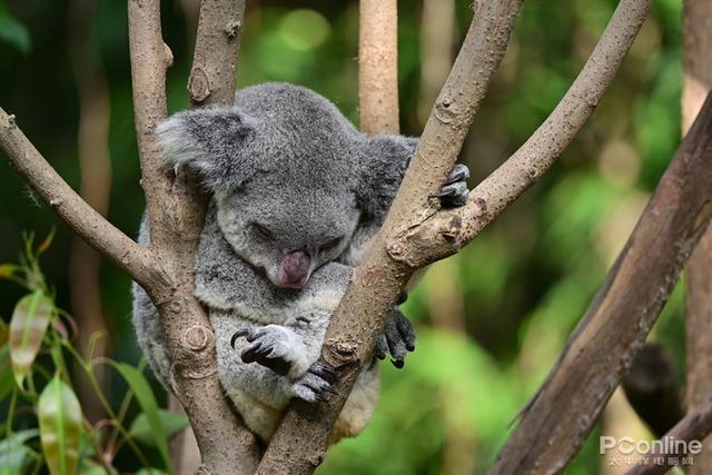 尼康微单相机推荐z9，入手旗舰全画幅相机