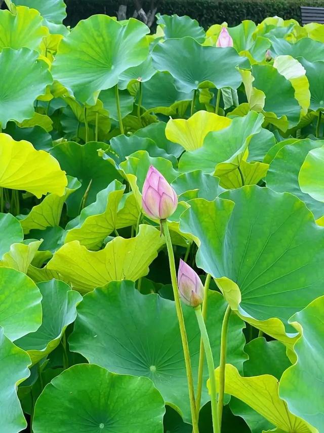 七月你好愿一切美好都如约而至，愿生命绿意盎然