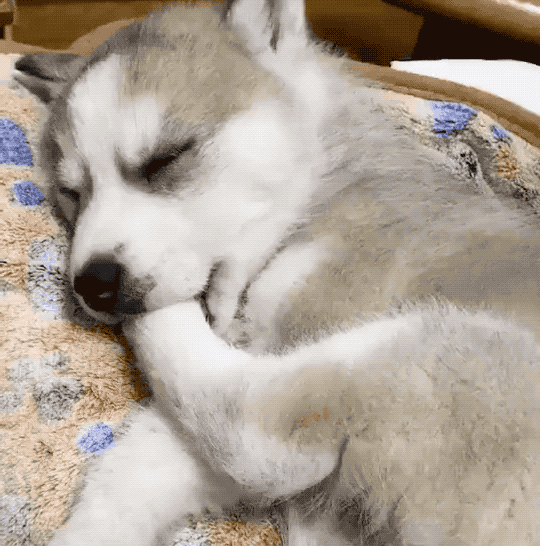 狗狗睡觉时候抖动抽搐，为啥狗狗睡觉时抽搐（狗狗睡觉有点抽搐是什么原因）