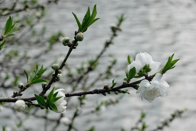 杭州西湖之白堤，“白堤”名出白居易