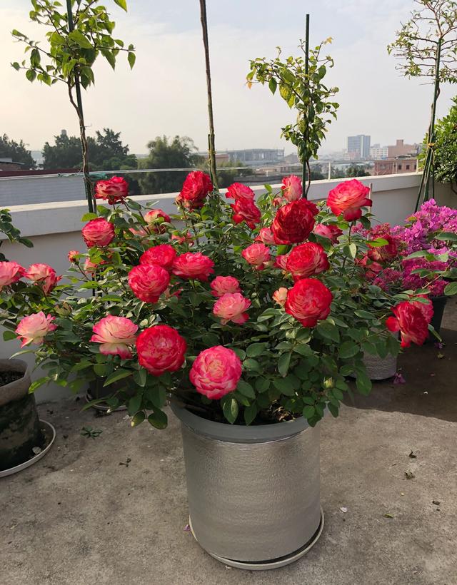 摩纳哥王妃月季叶片特征，喜欢月季花就养