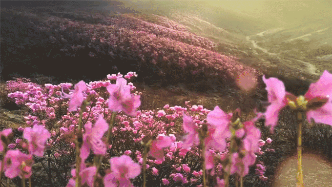 杜鹃最值得去的地方，赏杜鹃还有这些好地方…