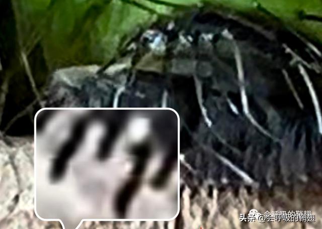 绿尾大蚕蛾出现在几月份，自博馆绿尾大蚕蛾开始羽化啦