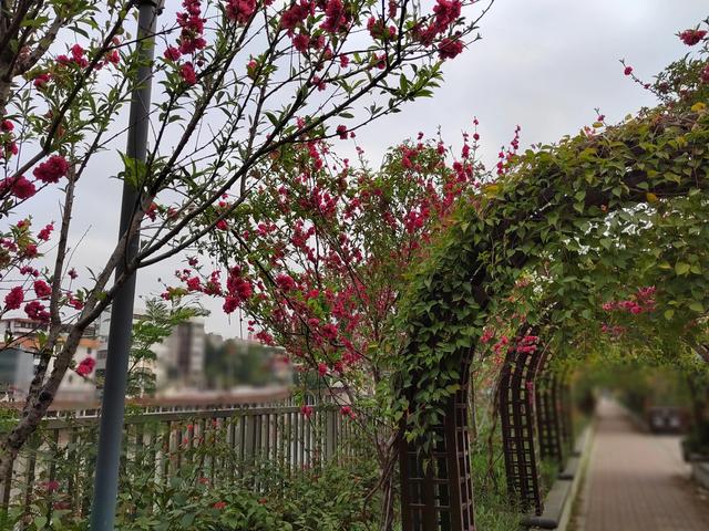 乌鸦哥绘画，阿庆哥画鸟