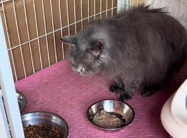 最好看的三种长毛猫，“靠颜值打天下”的几种猫咪