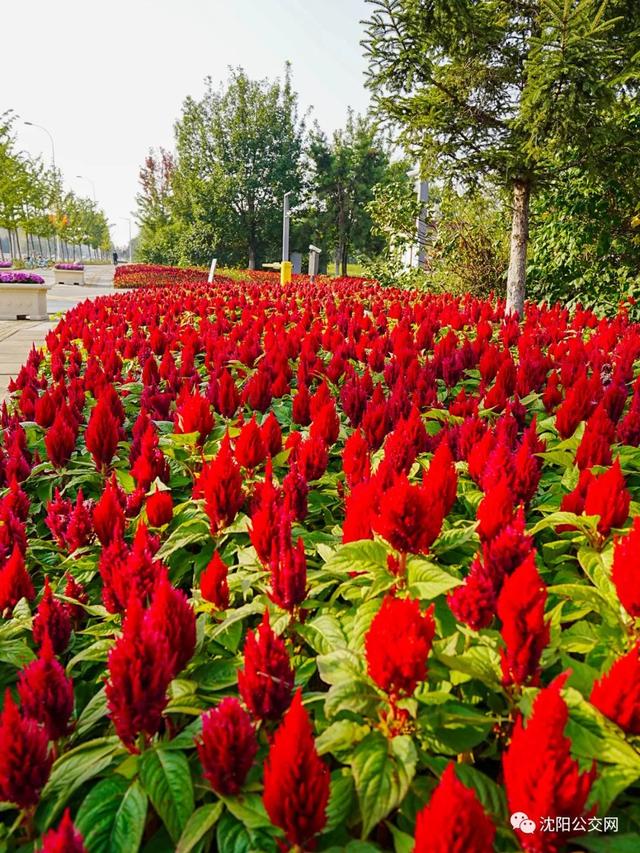 我们身边的沈阳，他曾数十次翱翔在沈阳的上空