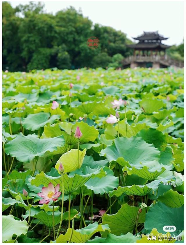 杭州西湖旅游攻略，杭州西湖攻略一日游最佳路线（<杭州西湖轻松一日游攻略>）