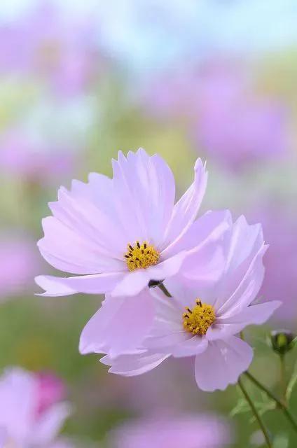 各种最好看的鲜花，分享40多种美丽的鲜花